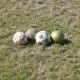 zabej_grodno_2_1_05_08_08_4.JPG