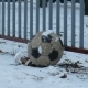 zabej_zima_2tur_13_01_08_7.jpg